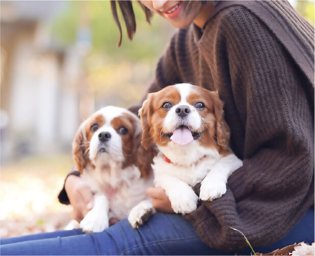 犬の写真